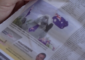 Koala the media tart. Photo in french newspaper