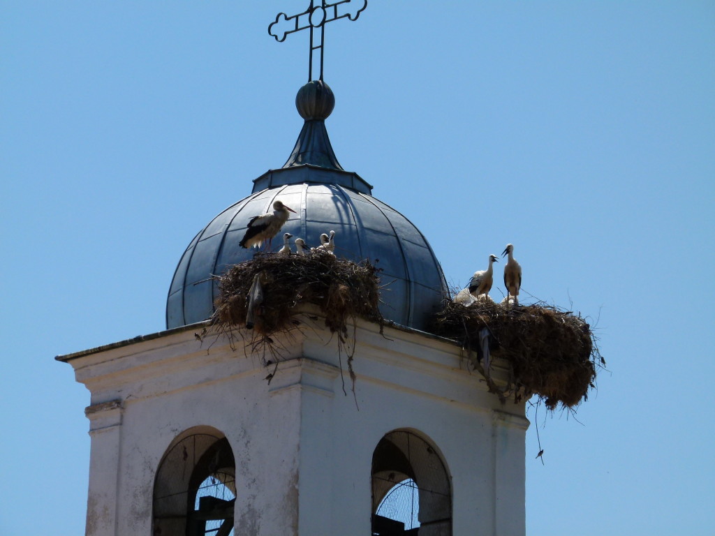 Double Stork nest at the top of the Church - Bulgaria