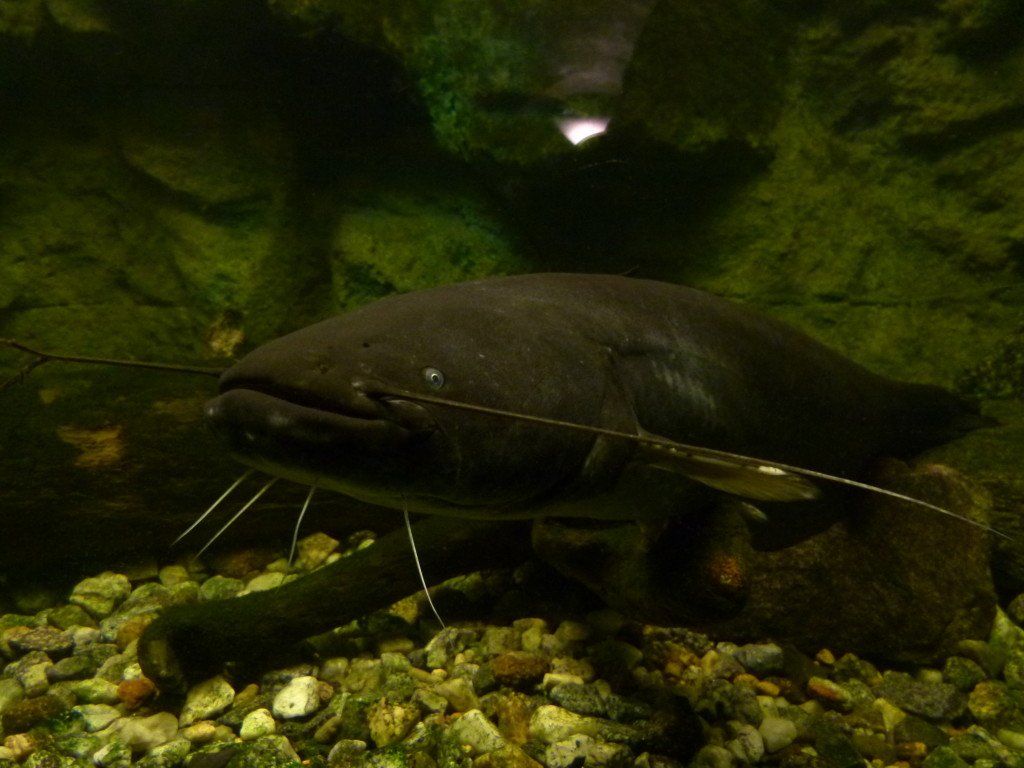 Inside the museum there were extensive displays. They even had fish tanks with the local fish of the region. Here is a cat fish.