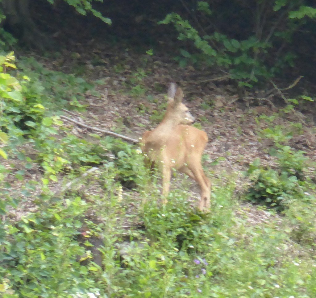 Jenny spotted this deer. It was a long way off and this a zoom shot. That day we also saw what we thought looked like a weasel crossing the road.